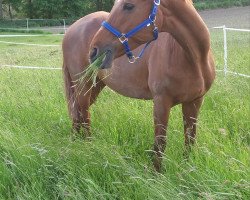 broodmare Diona (Austrian Warmblood, 2000, from Royal Dance)