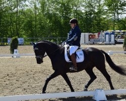 dressage horse Saphir 378 (Trakehner, 2006, from Hibiskus)