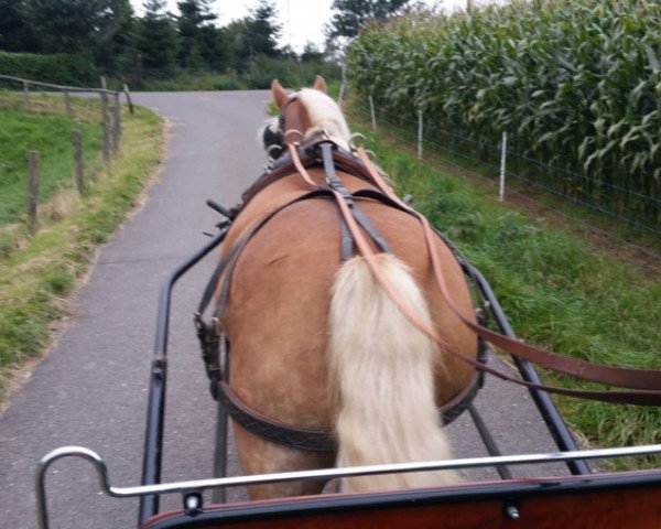 broodmare Moni (Haflinger, 2011, from Akteur (0,78% ox))