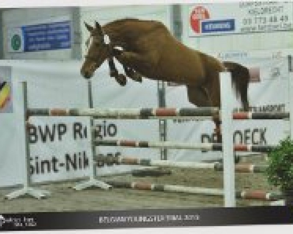 broodmare Mezina D.b. (Belgian Warmblood, 2012, from Inshallah de Muze)