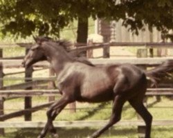 Zuchtstute Mon Cherie (Oldenburger, 2017, von E.H. Millennium)