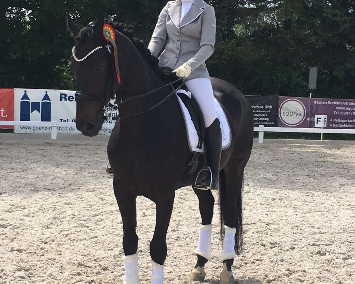 dressage horse Chaplin Js (Oldenburg, 2007, from Leonardo da Vinci)