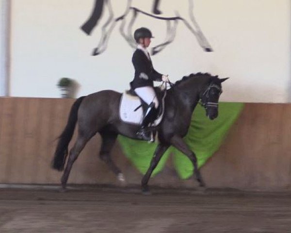 dressage horse Pommery WE (German Riding Pony, 2012, from Popcorn WE)
