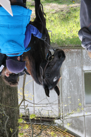 broodmare Remay ox (Arabian thoroughbred, 2000, from Ebony-Rumaadi ox)