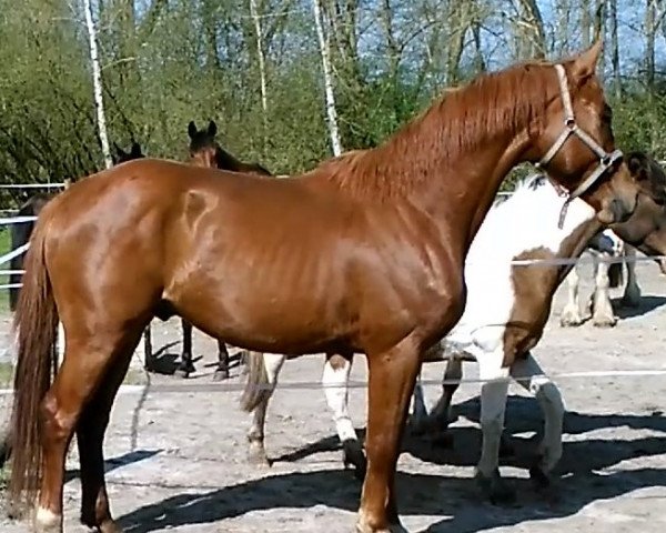 Dressurpferd Qualino (Deutsches Sportpferd,  , von Quaterback)
