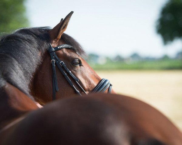 dressage horse Blind Date O (Oldenburg, 2012, from Bordeaux 28)