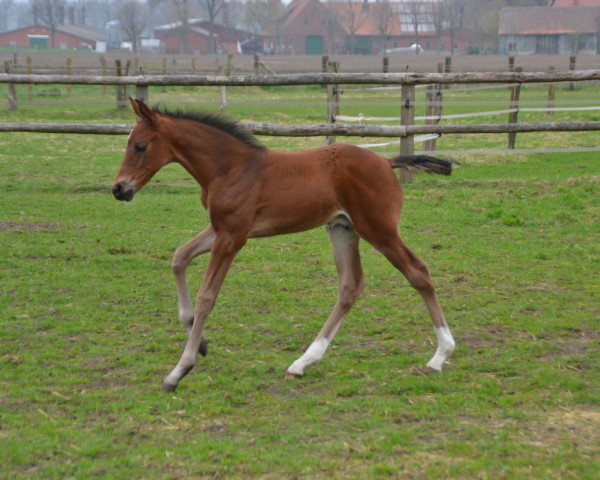dressage horse Fränzchen (Westphalian, 2018, from Flavis)