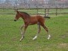 dressage horse Fränzchen (Westphalian, 2018, from Flavis)