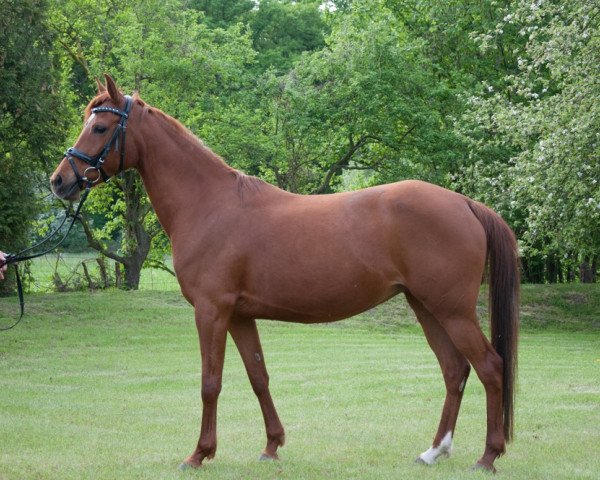 broodmare Falkenhofs Micoline (German Riding Pony, 2006, from Krimh ox)