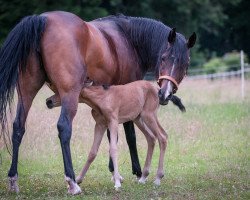 broodmare Sahira ox 12 (Arabian thoroughbred, 1999, from Davidoff ox)