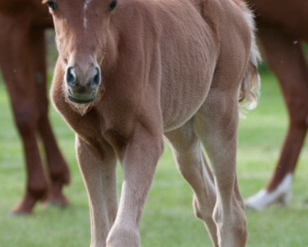 broodmare Buchenhofs van Marli (German Riding Pony, 2018, from Vom Besten G)