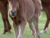 broodmare Buchenhofs van Marli (German Riding Pony, 2018, from Vom Besten G)