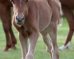 Zuchtstute Buchenhofs van Marli (Deutsches Reitpony, 2018, von Vom Besten G)