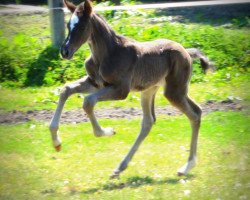 Pferd Vigo's rescue Girl HaB Z (Zangersheide Reitpferd, 2018, von Vigo d'Arsouilles)