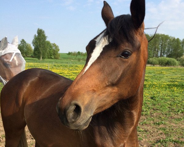 Springpferd Anila Hevi (Kleines deutsches Reitpferd, 2016, von Arko Junior)