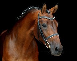 dressage horse Duke of Dreams (Hanoverian, 2008, from Don Frederico)