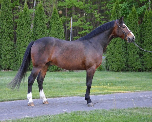 horse Elvis (Polish Warmblood, 2015)