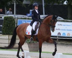 dressage horse Scarletto (Oldenburg, 2008, from Sandro Hit)