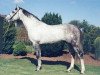 stallion Cruise On (Irish Sport Horse, 1991, from Cruising)