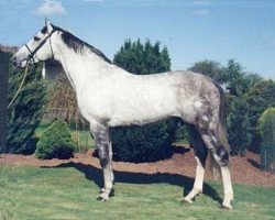 stallion Cruise On (Irish Sport Horse, 1991, from Cruising)