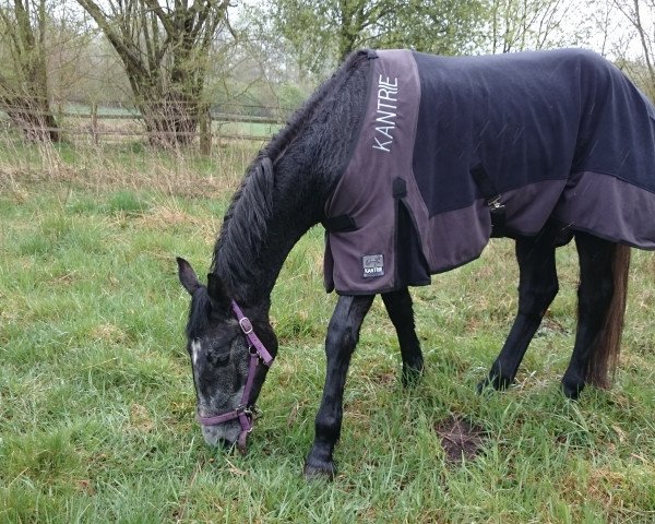 Springpferd Cary Lou (Deutsches Sportpferd, 2012, von Count Up)