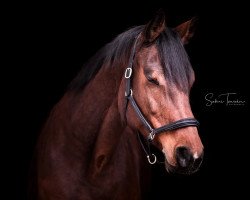 jumper Wonder (Slovenian Warmblood, 2005, from Con Capitol)