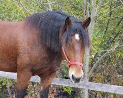 horse Azuro (South German draft horse, 2009, from Schlern)