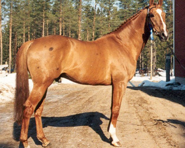stallion Golden Bash xx STS (Thoroughbred, 1984, from Golden Love xx)