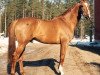 stallion Golden Bash xx STS (Thoroughbred, 1984, from Golden Love xx)