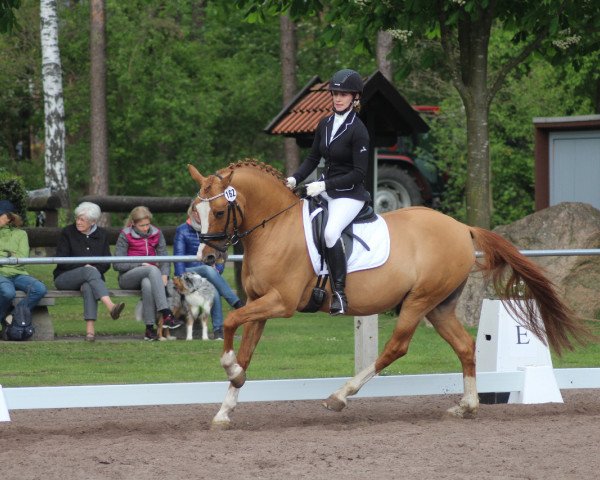 dressage horse Deja-Vu Dornik (German Riding Pony, 2005, from Dornik B)