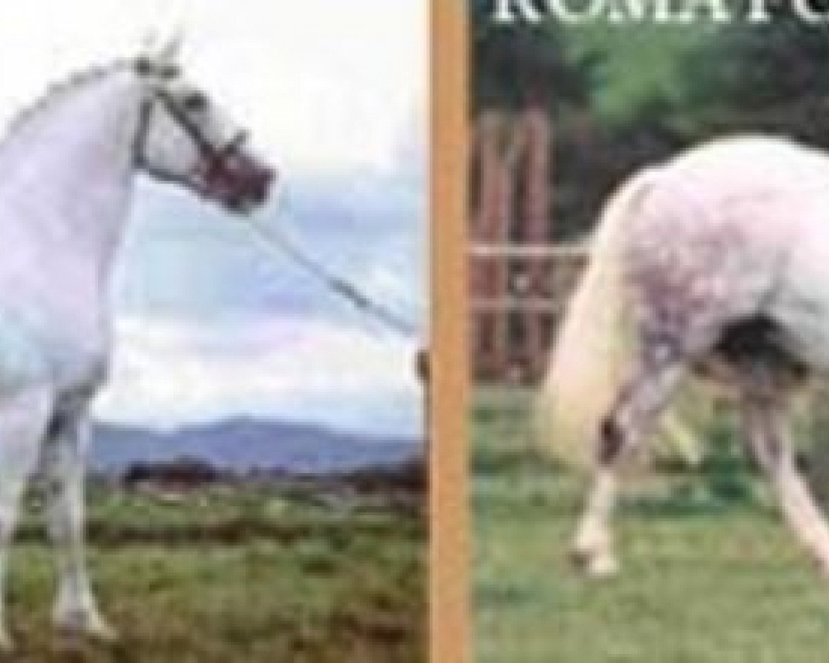 stallion King Elvis (Irish Draft Horse, 1976, from Pride of Shaunlara)
