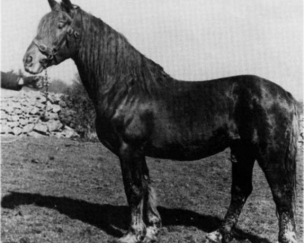 stallion Glenside (Irish Draft Horse, 1963, from Sunset Lad)