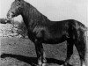Deckhengst Glenside (Irish Draught Horse, 1963, von Sunset Lad)