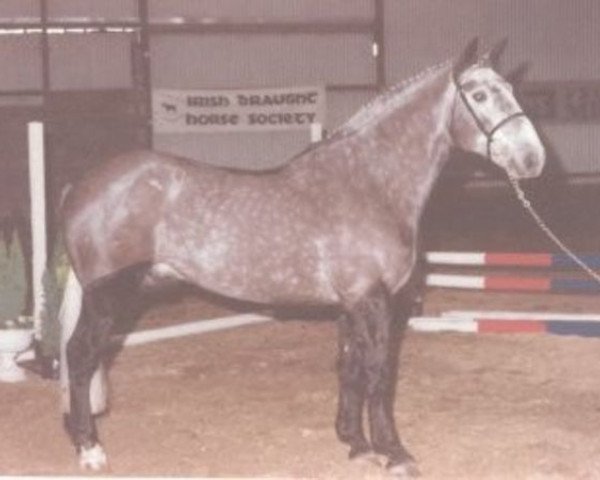 Deckhengst Merry Mate (Irish Draught Horse, 1988, von Merry Gold)