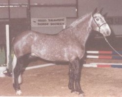 stallion Merry Mate (Irish Draft Horse, 1988, from Merry Gold)