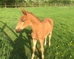 jumper Candy Blue 6 (Hanoverian, 2018, from Chacfly PS)