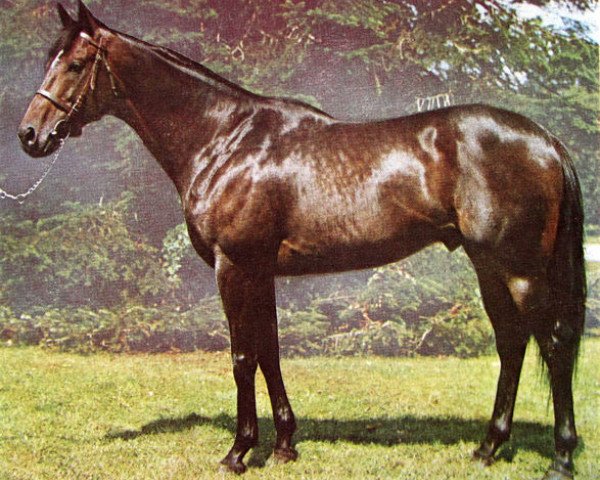 stallion Faraway Son xx (Thoroughbred, 1967, from Ambiopoise xx)