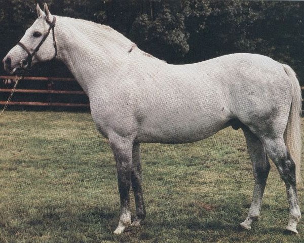 stallion Rusticaro xx (Thoroughbred, 1975, from Caro xx)