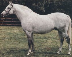 stallion Rusticaro xx (Thoroughbred, 1975, from Caro xx)