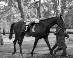 broodmare Tonnera xx (Thoroughbred, 1963, from Wild Risk xx)