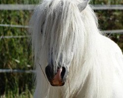 broodmare Luna (Shetland pony (under 87 cm), 1997, from Ludo de Valk)