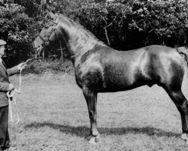 stallion Western Pride (Irish Draft Horse, 1977, from Lisheen)