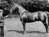 stallion Western Pride (Irish Draft Horse, 1977, from Lisheen)