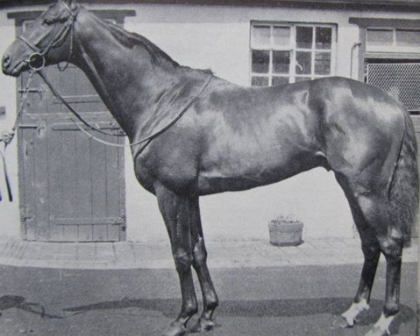 stallion Paveh xx (Thoroughbred, 1963, from Tropique xx)