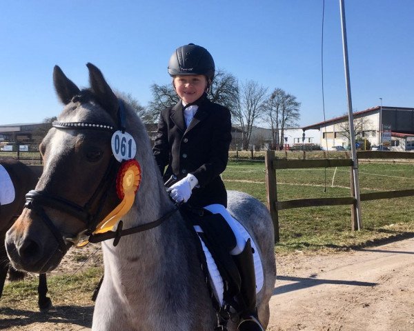 dressage horse Salt and Pepper 11 (Welsh-Pony (Section B), 2001, from El Halcon)