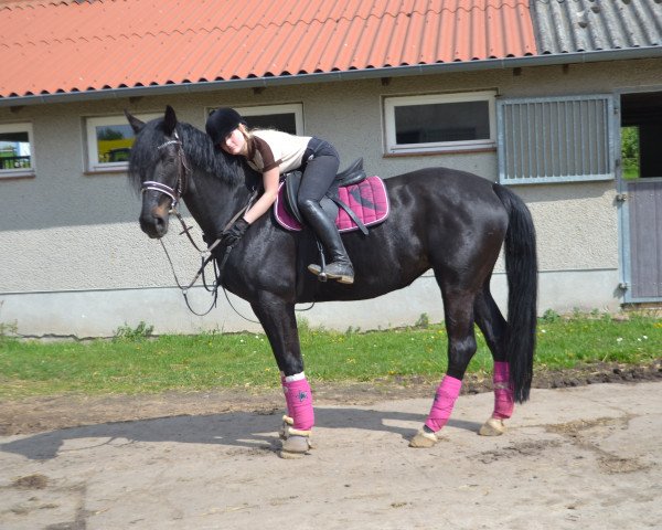dressage horse Comtess (Mecklenburg, 2011, from Count Up)
