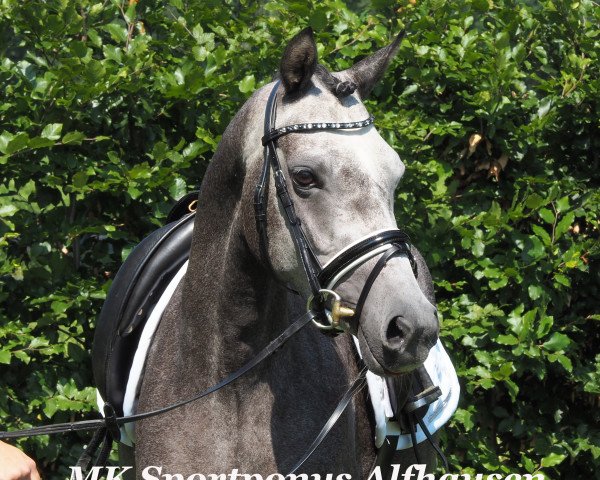 horse Vannishing Star (German Riding Pony, 2013, from Van Veen)