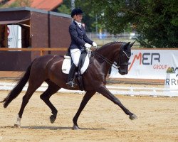 dressage horse Saut Hermes (Oldenburg, 2010, from Sir Donnerhall I)