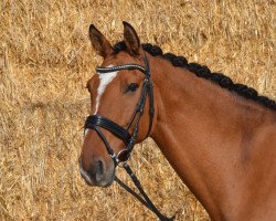 Dressurpferd Talisman 65 (American Bashkir Curly Horses, 2004, von Troy)