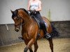 dressage horse Rufus (Oldenburg, 2012, from Repertoire 4)